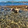 dog, water, lake, shoreline, rocks, pebbles, outdoor, sunny, daylight, swimming, wet, tongue, collar, leash, railing, boats, landscape, nature, travel, seaside