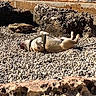 dog, pet, animal, lying_down, belly_up, paws_up, outdoor, seaside, water, pebbles, rocks, rocky_ground, sunlight, harness, collar, relaxed, playful, funny_pose, coast, railing