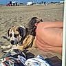 Noki participe au concours pour gagner de l'argent avec cette photo : dog, beach, sand, sunbather, person, outdoor, vacation, summer, sunlight, towel, collar, lying_down, pet, animal, shoreline, vehicles, blue_sky, relaxation, portrait, camping