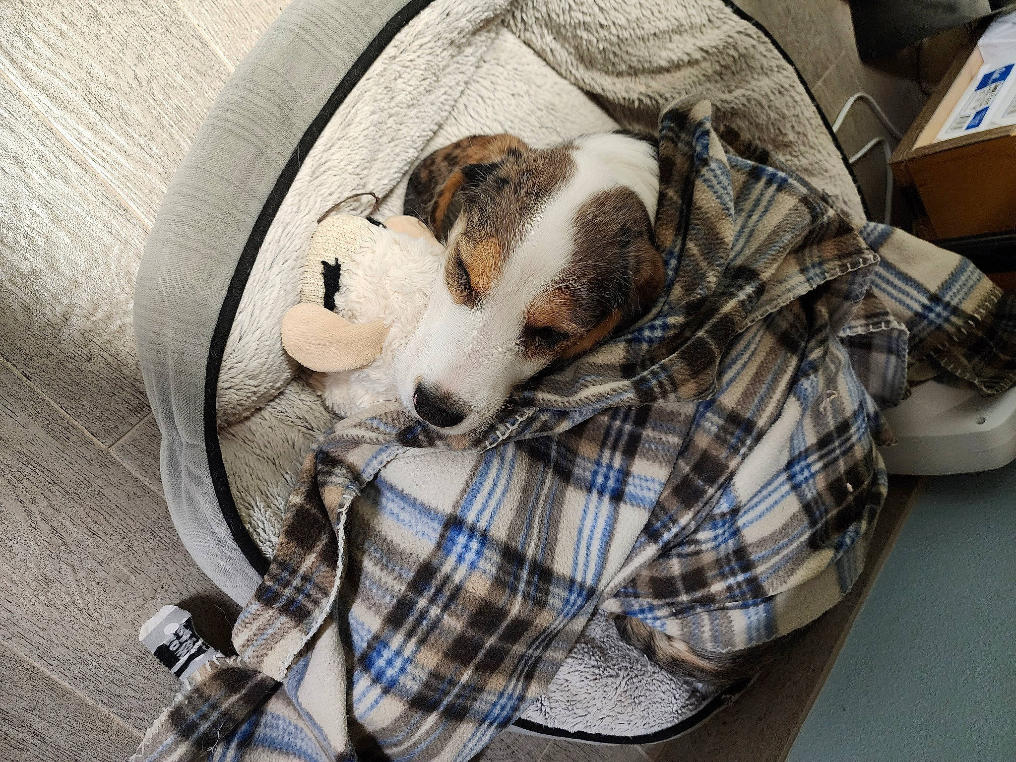 Kylo is registered to the contest to win money with this photo: canidae, carnivore, collar, comfort, companion_dog, dog, dog_breed, dog_supply, fur, linens, pattern, paw, pet_supply, plaid, snout, sporting_group, tartan, terrestrial_animal, whiskers, working_animal