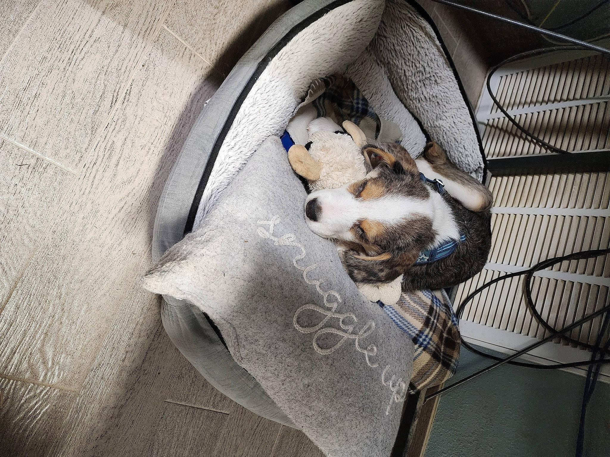 Kylo joined the competition — help win amazing prizes! bag, canidae, carnivore, comfort, companion_dog, dog_breed, fawn, felidae, fur, grey, linens, luggage_and_bags, metal, nap, pet_supply, small_to_medium_sized_cats, snout, sporting_group, tail, whiskers