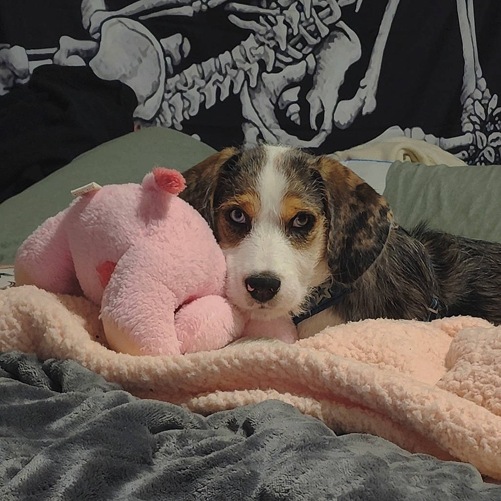 Kylo is registered to the contest to win money with this photo: bedding, canidae, carnivore, comfort, companion_dog, couch, dog, dog_bed, dog_breed, dog_supply, fawn, fur, linens, paw, sleep, snout, sporting_group, terrestrial_animal, whiskers, working_animal