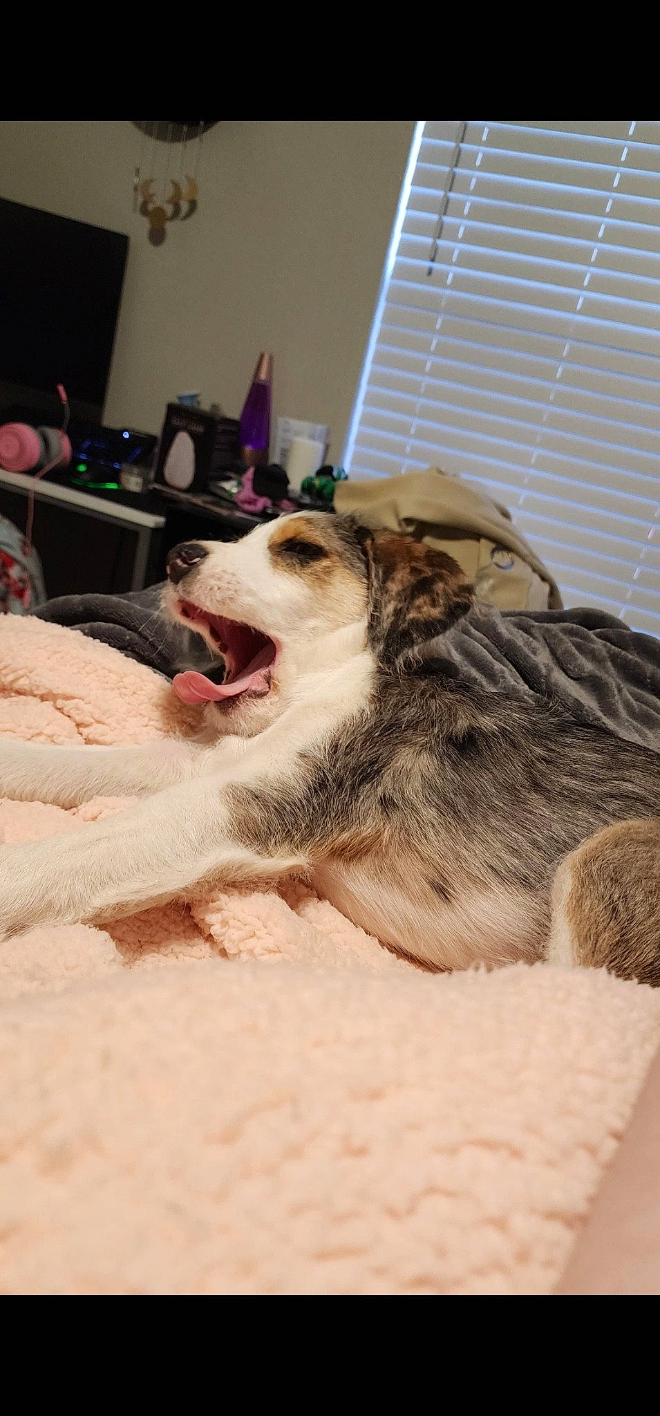 Kylo joined the competition — help win amazing prizes! borzoi, canidae, carnivore, comfort, companion_dog, dog, dog_breed, domestic_short_haired_cat, fawn, felidae, fur, linens, nap, paw, small_to_medium_sized_cats, snout, sporting_group, terrestrial_animal, whiskers, window_blind