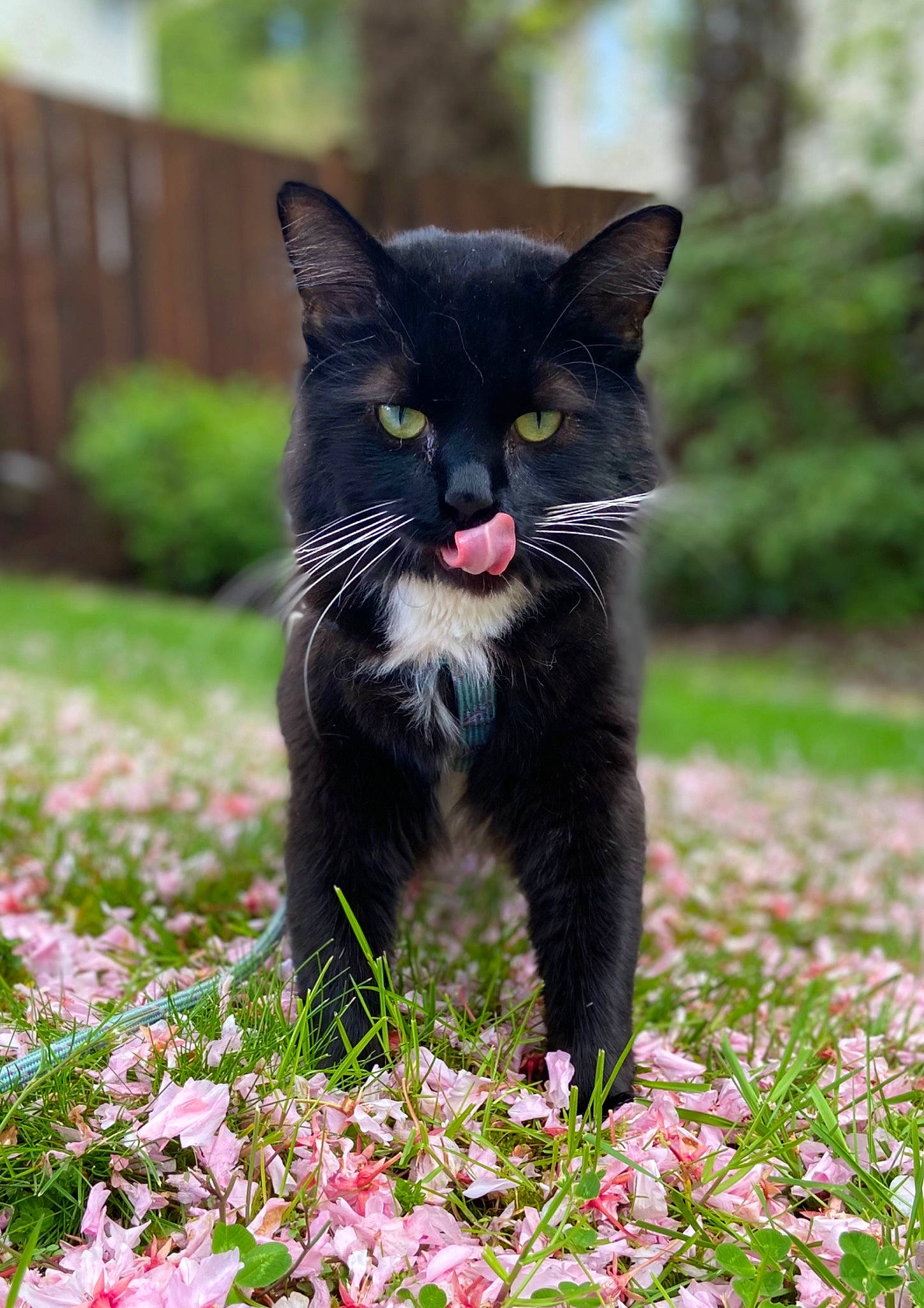 Chunky joined the competition — help win amazing prizes! bombay, botany, carnivore, cat, domestic_short_haired_cat, felidae, flower, flowering_plant, fur, garden, grass, groundcover, petal, plant, small_to_medium_sized_cats, snout, tail, terrestrial_animal, tree, whiskers