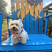 Maisie is registered to the contest to win money with this photo: dog, white_dog, small_dog, bandana, blue_chair, outdoor, sunflower_painting, happy, tongue_out, pet, summer, nature, wood_chips, playful, animal, daylight, tree, grass, fence, canine