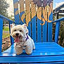 dog, white_dog, small_dog, bandana, blue_chair, outdoor, sunflower_painting, happy, tongue_out, pet, summer, nature, wood_chips, playful, animal, daylight, tree, grass, fence, canine
