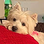 Maisie joined the competition — help win amazing prizes! dog, white_dog, fluffy, pet, cushion, red_cushion, indoor, living_room, closeup, resting, cute, fur, ears, black_nose, domestic_animal, relaxed, household, companion, portrait, cozy