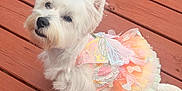 Maisie joined the competition — help win amazing prizes! dog, white, fluffy, tutu, butterfly_wings, costume, pet, outdoor, wooden_deck, cute, small_dog, fur, animal, sitting, looking_up, adorable, playful, summer, daylight, friendly