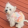 dog, white, fluffy, tutu, butterfly_wings, costume, pet, outdoor, wooden_deck, cute, small_dog, fur, animal, sitting, looking_up, adorable, playful, summer, daylight, friendly