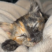 Uma participe au concours pour gagner de l'argent avec cette photo : kitten, sleeping, tortoiseshell, cat, paw, blanket, cozy, fur, cute, pet, animal, soft, rest, indoor, closeup, face, whiskers, nap, warm, comfort