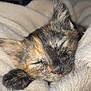 kitten, sleeping, tortoiseshell, cat, paw, blanket, cozy, fur, cute, pet, animal, soft, rest, indoor, closeup, face, whiskers, nap, warm, comfort