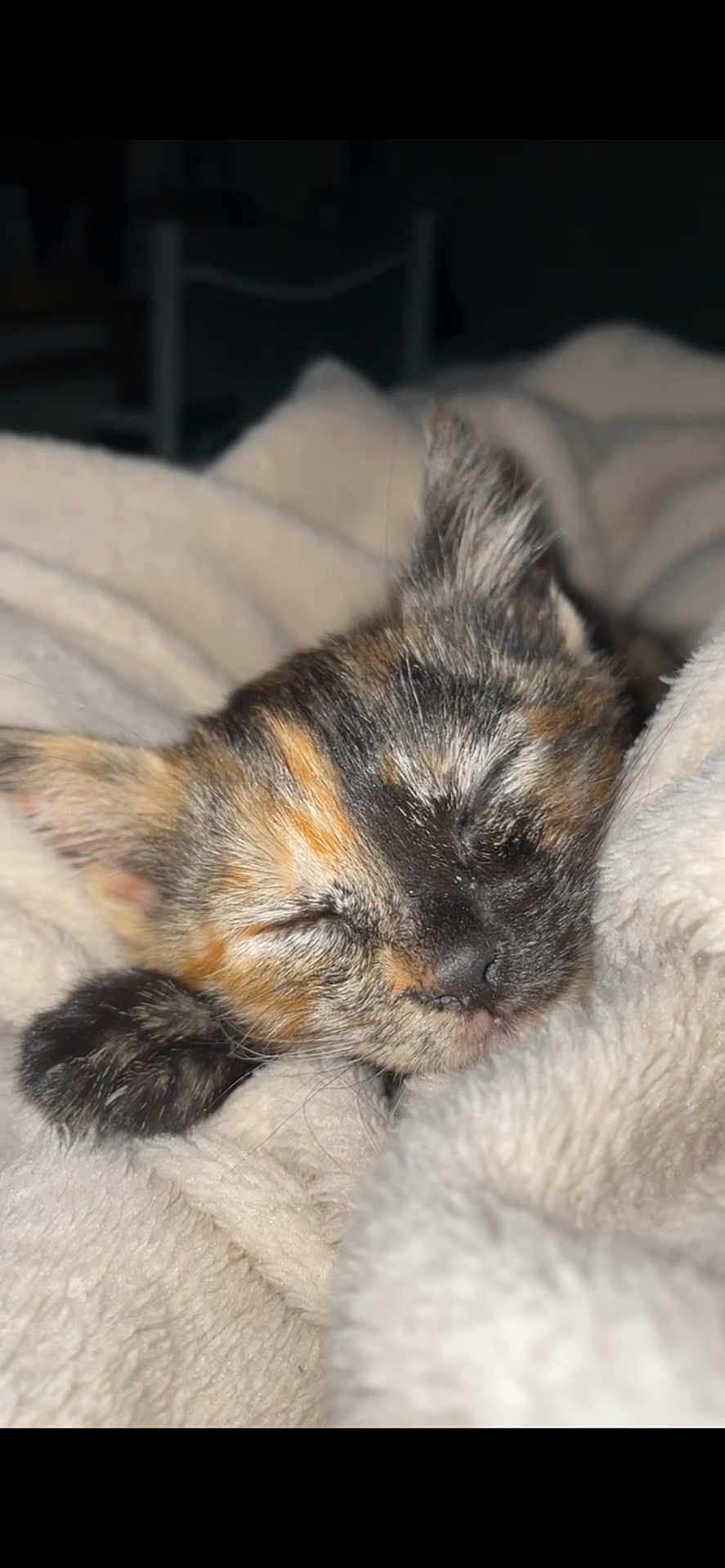 Uma participe au concours pour gagner de l'argent avec cette photo : kitten, sleeping, tortoiseshell, cat, paw, blanket, cozy, fur, cute, pet, animal, soft, rest, indoor, closeup, face, whiskers, nap, warm, comfort