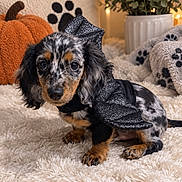Astro joined the competition — help win amazing prizes! dog, dachshund, puppy, bat_costume, costume, black_clothing, speckled_fur, long_hair, sitting, indoors, living_room, cozy, fluffy_rug, blanket, pumpkin, plant, paw_print, autumn, portrait, pet_photography
