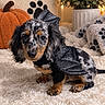 dog, dachshund, puppy, bat_costume, costume, black_clothing, speckled_fur, long_hair, sitting, indoors, living_room, cozy, fluffy_rug, blanket, pumpkin, plant, paw_print, autumn, portrait, pet_photography