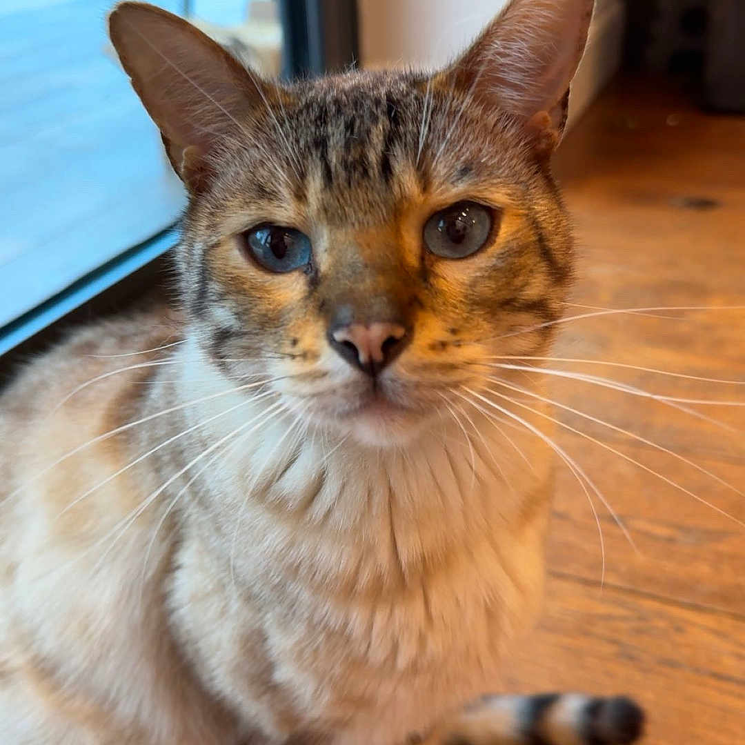 Romeo is registered to the contest to win money with this photo: abyssinian, accessories, animal, architecture, building, cat, door, furniture, hardwood, indoors, interiordesign, kitten, livingroom, manx, pet, plywood, siamese, stainedwood, strap, wood