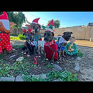Abbyturbomoosebuck is registered to the contest to win money with this photo: child, christmas, costume, decoration, dog, fence, festive, grass, headband, holiday, inflatable, leash, outdoor, pajamas, pet, rocks, sunlight, sweater, toy, wall