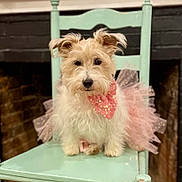 Tara joined the competition — help win amazing prizes! dog, fluffy, tutu, pink, bow, chair, mint_green, pet, cute, costume, indoor, portrait, animal, furry, small_dog, sitting, decor, fireplace, adorable, fashion