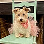 dog, fluffy, tutu, pink, bow, chair, mint_green, pet, cute, costume, indoor, portrait, animal, furry, small_dog, sitting, decor, fireplace, adorable, fashion