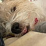 Tara joined the competition — help win amazing prizes! dog, close_up, sleeping, tongue_out, fur, nose, blanket, cozy, indoors, pet, resting, soft_texture, animal, cute, whiskers, snout, relaxed, fluffy, home, comfort