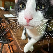 Peter Pumpkin is registered to the contest to win money with this photo: cat, black_and_white, whiskers, pink_nose, close_up, curious, indoor, feline, pet, animal, wooden_table, chair, blurred_background, domestic_cat, face, fur, eyes, paws, table, household
