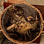 cat, tabby_cat, basket, pet, feline, indoor, cozy, cushion, resting, fur, animal, cute, sleepy, whiskers, paws, relaxed, striped, domestic_cat, round, woven_basket