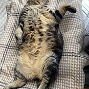 Moo participe au concours pour gagner de l'argent avec cette photo : cat, tabby, sleeping, relaxed, fluffy, pet, indoor, blanket, pattern, furniture, cozy, sunlight, window, paw, fur, resting, animal, cute, comfort, domestic