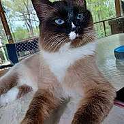 Mr. Pickles is registered to the contest to win money with this photo: cat, blue_eyes, long_fur, indoor, table, glass_table, relaxed, animal, pet, whiskers, brown_fur, white_fur, close_up, portrait, feline, ears, outdoor_background, wooden_structure, nature, domestic_cat