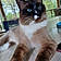 Mr. Pickles