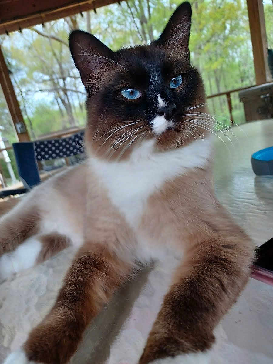 Mr. Pickles
