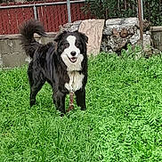 Zeuse is registered to the contest to win money with this photo: animal, background, black_and_white, canine, chain_link_fence, collar, dog, domestic_animal, fence, fur, grass, greenery, happy, nature, outdoor, pet, playful, smiling, standing, yard