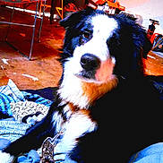 Zeuse joined the competition — help win amazing prizes! blanket, border_collie, chair, close_up, clutter, concrete_floor, cozy, dog, drawer, eyes, fur, garage, high_contrast, indoor, leash, nose, pet, portrait, saturated_colors, tag