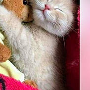 Meme is registered to the contest to win money with this photo: kitten, cat, stuffed_toy, teddy_bear, hugging, sleeping, cozy, blanket, soft, cute, pet, fur, animal, indoor, resting, comfort, closeup, snuggle, adorable, pink