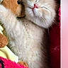 adorable, animal, blanket, cat, closeup, comfort, cozy, cute, fur, hugging, indoor, kitten, pet, pink, resting, sleeping, snuggle, soft, stuffed_toy, teddy_bear