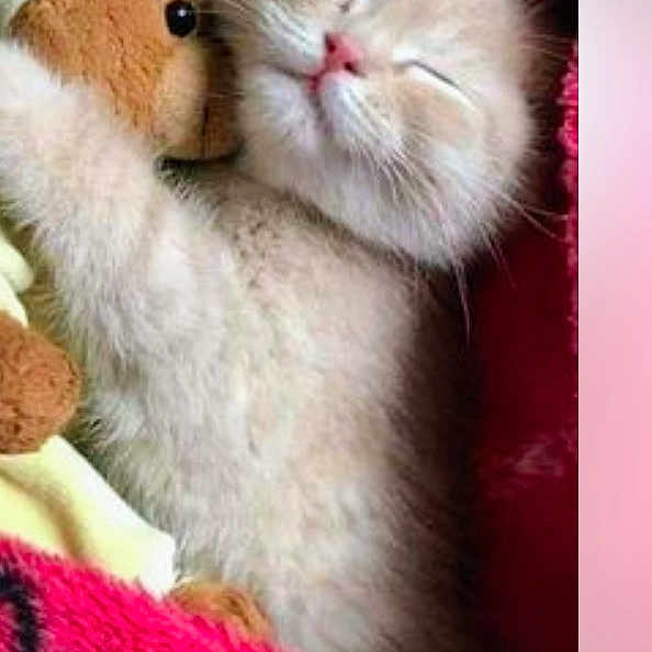Meme is registered to the contest to win money with this photo: kitten, cat, stuffed_toy, teddy_bear, hugging, sleeping, cozy, blanket, soft, cute, pet, fur, animal, indoor, resting, comfort, closeup, snuggle, adorable, pink