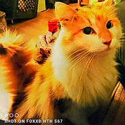 Cally is registered to the contest to win money with this photo: animal, cat, closeup, curious, cute, domestic_cat, face, feline, fluffy_fur, fur, household, indoor, mammal, orange_cat, pet, portrait, relaxed, tail, whiskers, white_cat