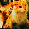 animal, cat, closeup, curious, cute, domestic_cat, face, feline, fluffy_fur, fur, household, indoor, mammal, orange_cat, pet, portrait, relaxed, tail, whiskers, white_cat