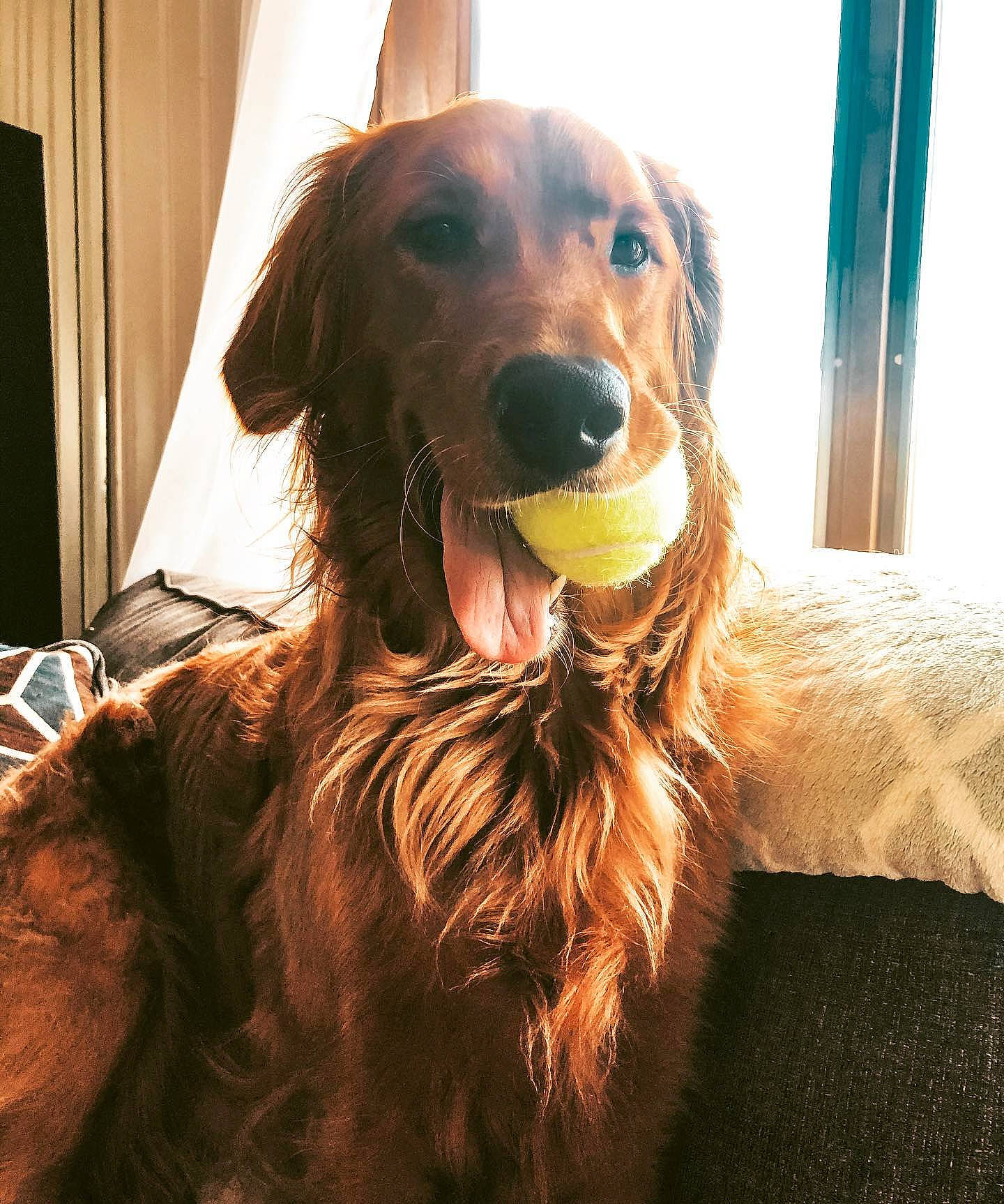 Watson joined the competition — help win amazing prizes! canidae, carnivore, collar, companion_dog, curtain, dog, dog_breed, dog_collar, dog_supply, fawn, fur, lamp, liver, pet_supply, snout, sporting_group, tongue, whiskers, window_treatment, working_animal