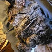 Munster is registered to the contest to win money with this photo: bed, blanket, cat, close_up, cozy, ear, feline, fur, indoor, long_hair, mammal, nap, paw, pet, portrait, relaxed, sleeping_cat, soft_texture, tabby, whiskers