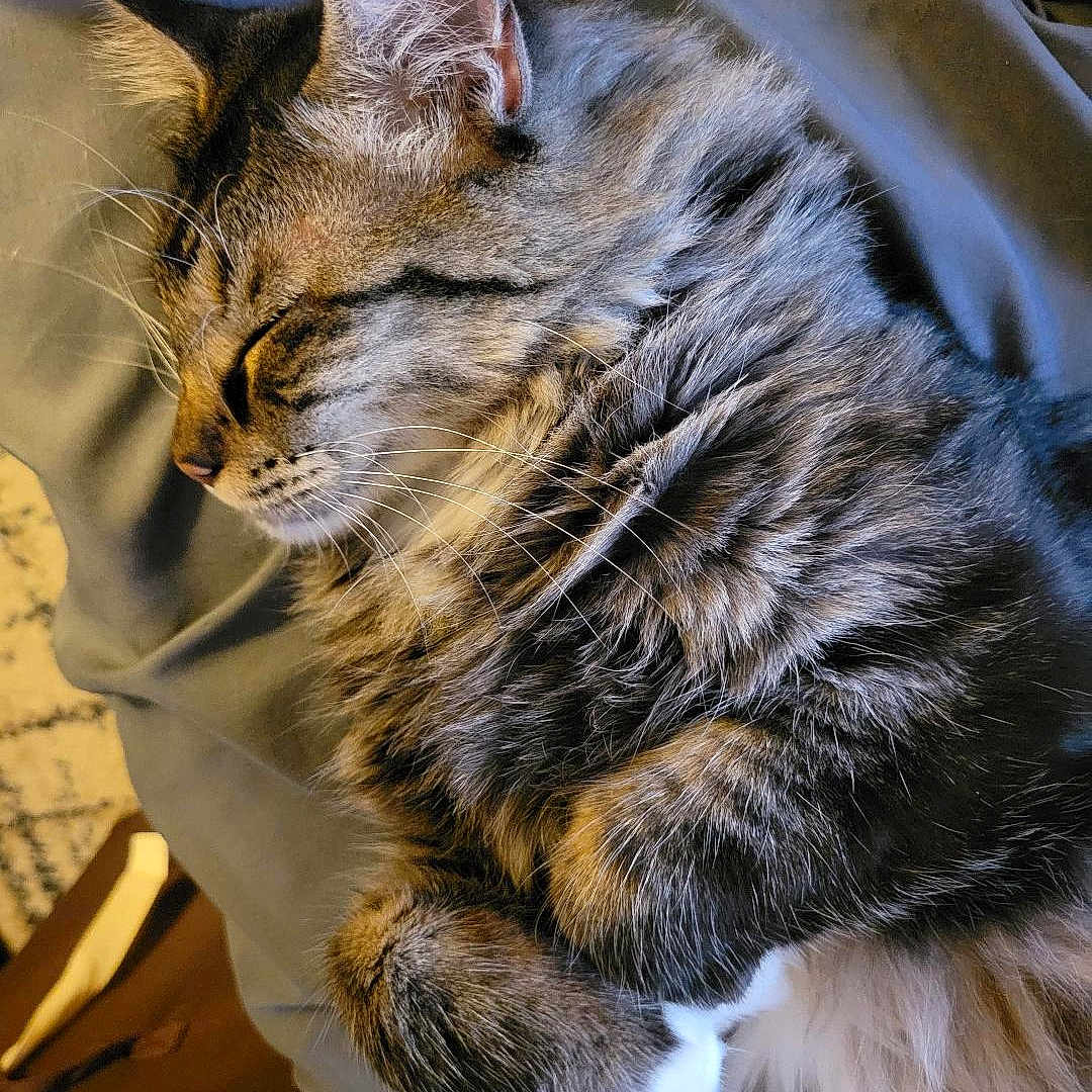 Munster is registered to the contest to win money with this photo: bed, blanket, cat, close_up, cozy, ear, feline, fur, indoor, long_hair, mammal, nap, paw, pet, portrait, relaxed, sleeping_cat, soft_texture, tabby, whiskers