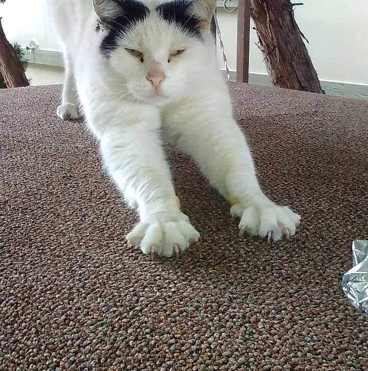 Cougar joined the competition — help win amazing prizes! carnivore, cat, claw, comfort, domestic_short_haired_cat, felidae, flooring, foot, fur, human_leg, paw, sitting, small_to_medium_sized_cats, snout, tail, whiskers, wood