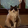 cat, fluffy, indoor, window, curtains, cat_tree, pet, feline, sitting, calm, cozy, domestic, animal, fur, whiskers, ears, paws, home, natural_light, relaxed