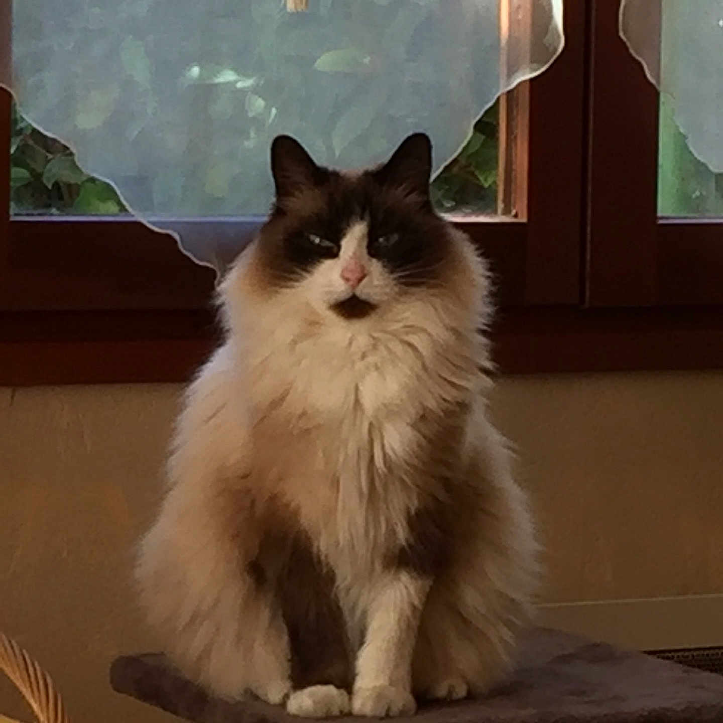 Persibal participe au concours pour gagner de l'argent avec cette photo : animal, calm, cat, cat_tree, cozy, curtains, domestic, ears, feline, fluffy, fur, home, indoor, natural_light, paws, pet, relaxed, sitting, whiskers, window