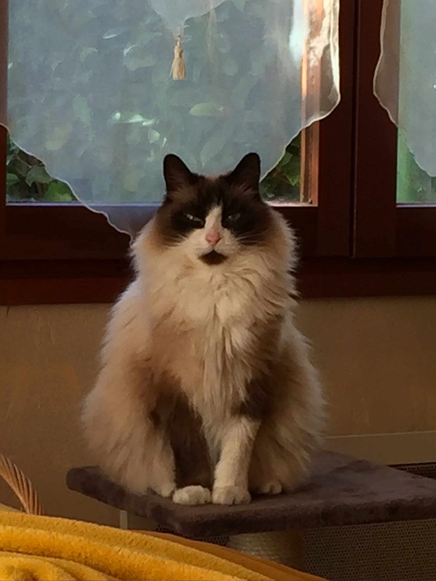 Persibal participe au concours pour gagner de l'argent avec cette photo : cat, fluffy, indoor, window, curtains, cat_tree, pet, feline, sitting, calm, cozy, domestic, animal, fur, whiskers, ears, paws, home, natural_light, relaxed