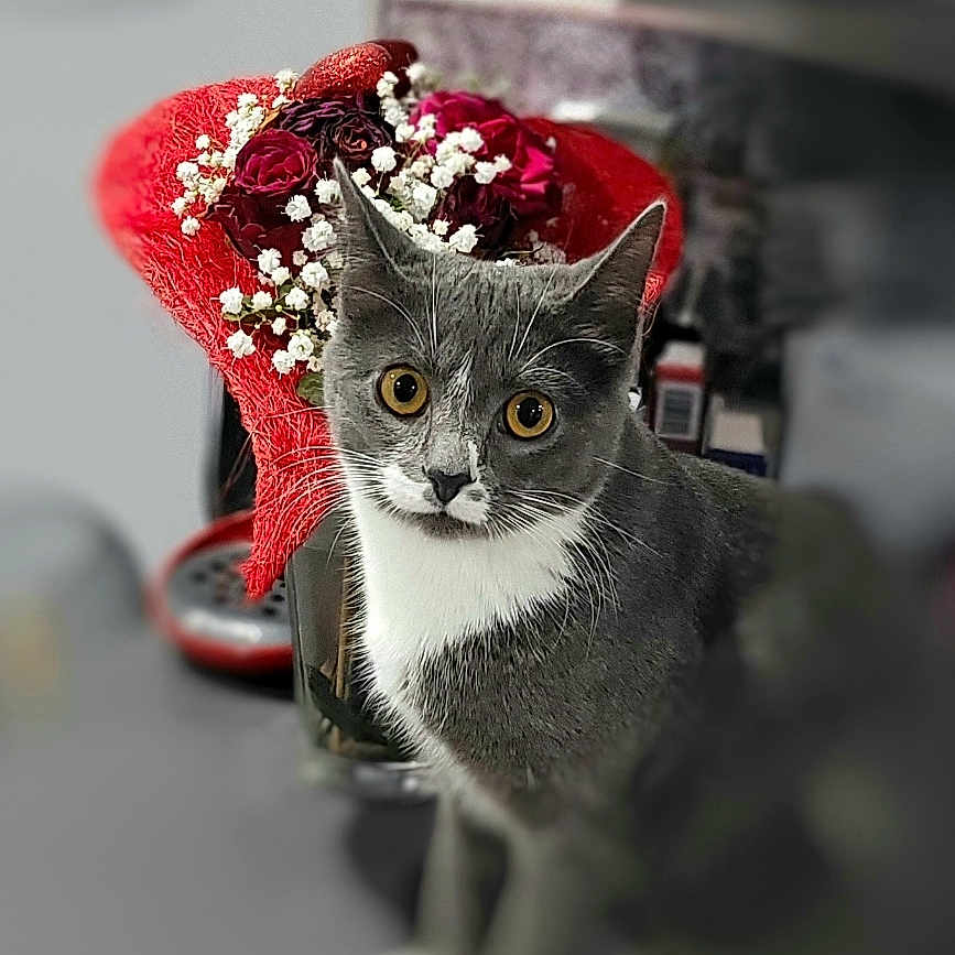 Sockette participe au concours pour gagner de l'argent avec cette photo : abyssinian, animal, art, cat, floraldesign, flower, flowerarrangement, flowerbouquet, graphics, ikebana, kitten, machine, manx, pattern, pet, petal, plant, pottedplant, rose, wheel