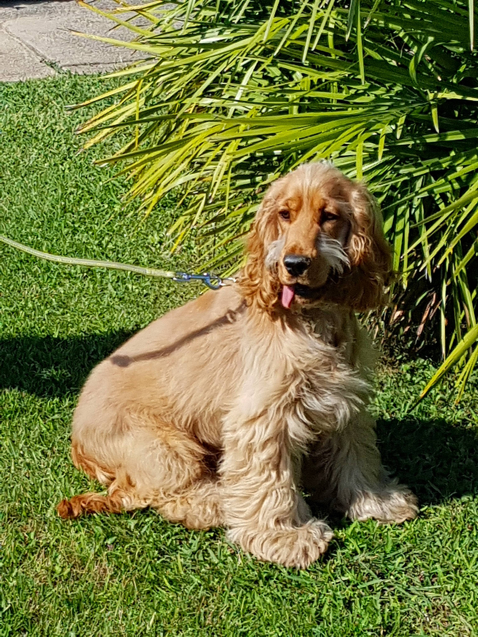 Prysko a rejoint le concours — aidez-le/la à gagner de superbes lots ! american_cocker_spaniel, canidae, carnivore, cocker_spaniel, companion_dog, dog, dog_breed, english_cocker_spaniel, fawn, field_spaniel, grass, mammal, rare_breed_dog, russian_spaniel, spaniel, sporting_group, vertebrate