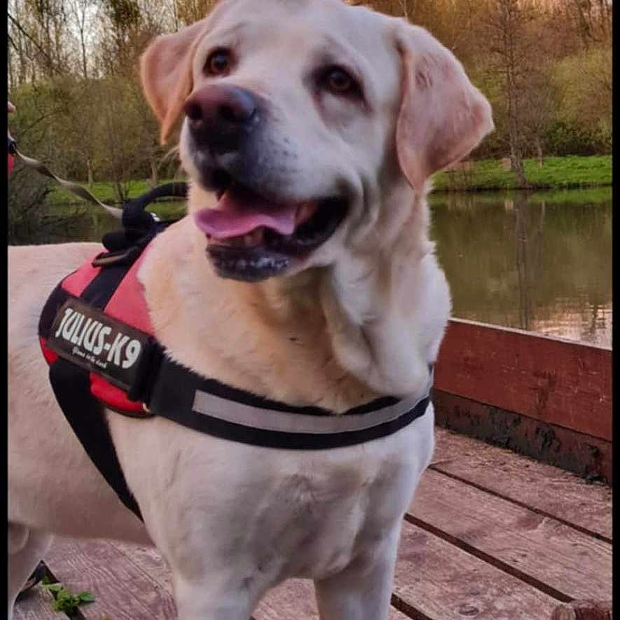 Hunter a rejoint le concours — aidez-le/la à gagner de superbes lots ! animal, canine, dog, face, grass, head, hound, labradorretriever, nature, outdoors, person, pet, photography, plant, portrait, puppy, sky, tree, water, waterfront