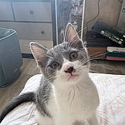 Blue a rejoint le concours — aidez-le/la à gagner de superbes lots ! kitten, cat, gray_and_white, pet, animal, sitting, bed, indoors, whiskers, ears, eyes, nose, fur, tail, cute, portrait, curious, bedroom, furniture, home_decor