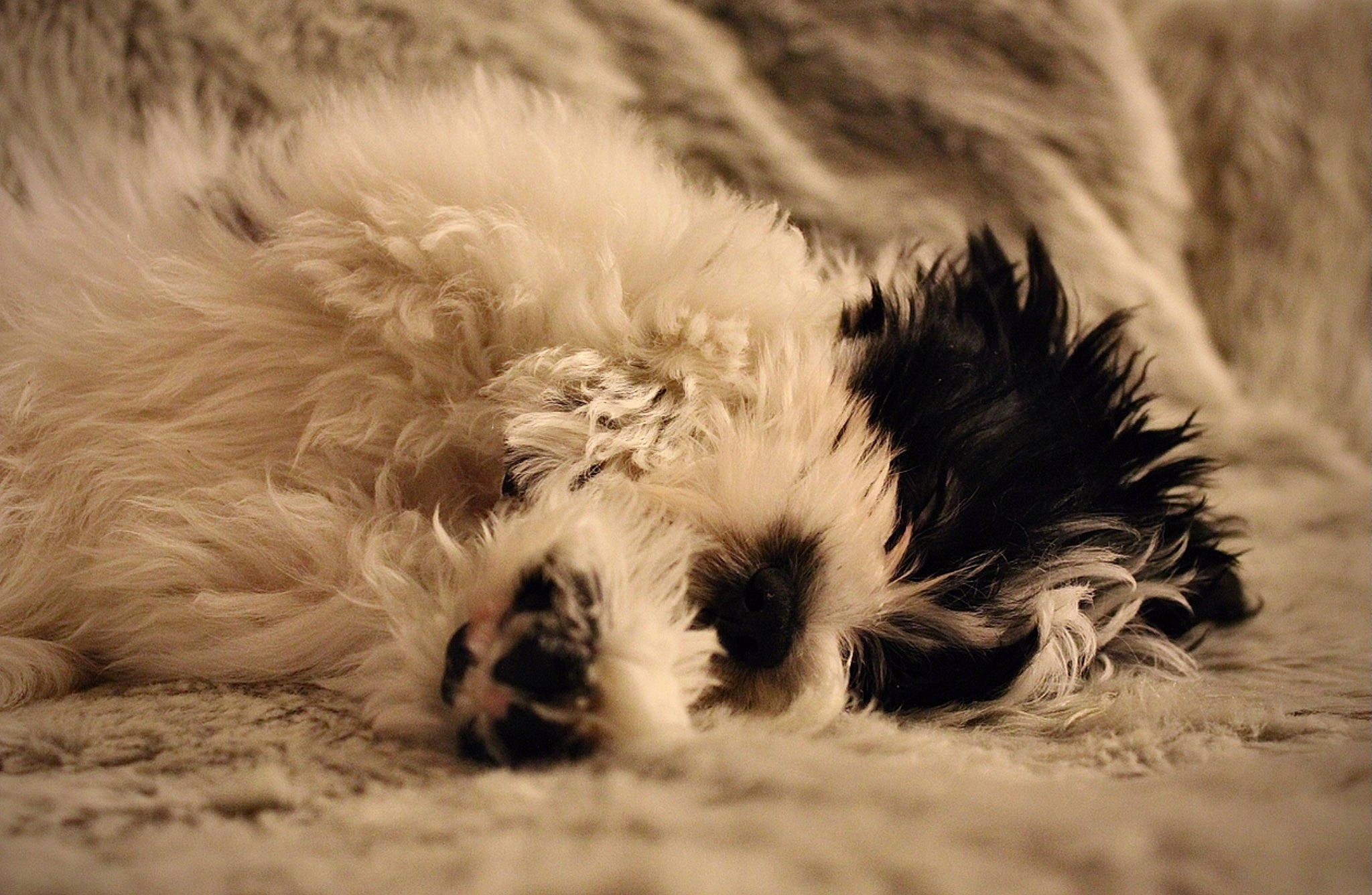 Chipper joined the competition — help win amazing prizes! canidae, carnivore, companion_dog, dog, dog_breed, felidae, fur, grass, mammal, monochrome, monochrome_photography, paw, small_to_medium_sized_cats, snout, sporting_group, tail, terrier, toy_dog, vertebrate, whiskers