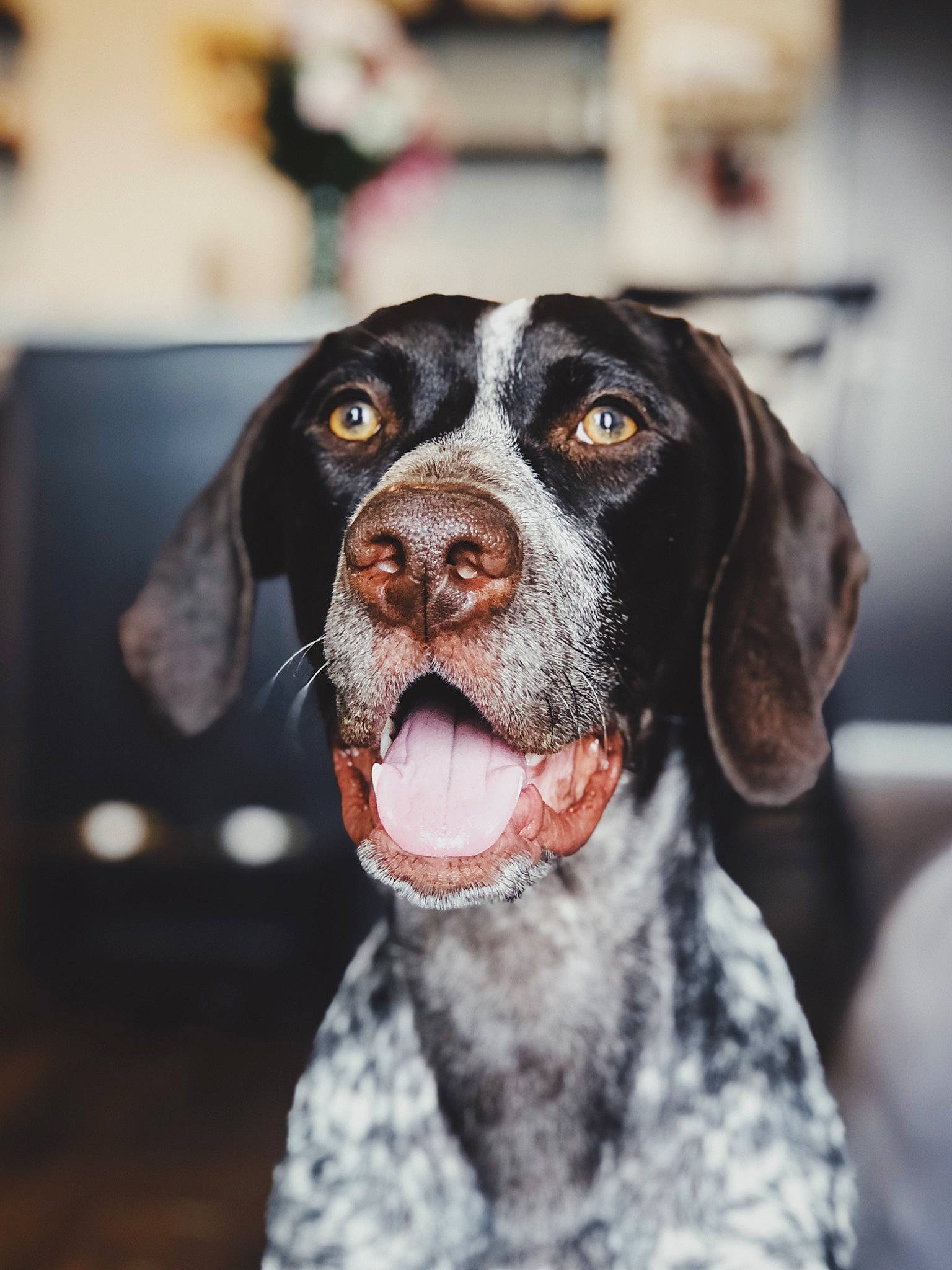 Roo is registered to the contest to win money with this photo: bluetick_coonhound, braque_dauvergne, braque_du_bourbonnais, braque_francais, canidae, carnivore, dog, dog_breed, german_shorthaired_pointer, hunting_dog, liver, mammal, old_danish_pointer, pachon_navarro, pointer, pointing_breed, rare_breed_dog, snout, sporting_group, vertebrate