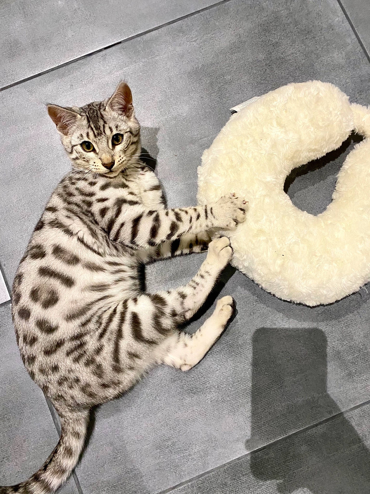 Roméo participe au concours pour gagner de l'argent avec cette photo : art, carnivore, cat, circle, claw, comfort_food, domestic_short_haired_cat, felidae, foot, fur, illustration, ingredient, paw, sitting, small_to_medium_sized_cats, tail, terrestrial_animal, vertebrate, visual_arts, whiskers